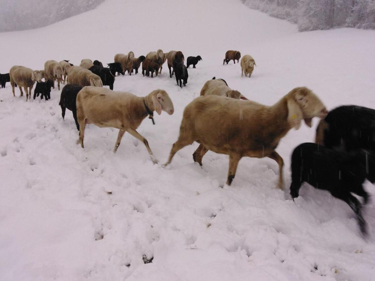 Holiday On An Organic Farm In Hart Im Zillertal Eksteriør billede
