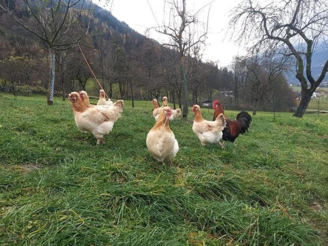 Holiday On An Organic Farm In Hart Im Zillertal Eksteriør billede
